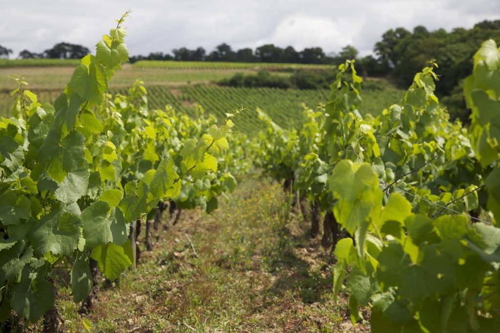 vignes Manuel Landron