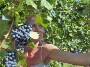 [cml_media_alt id='709']Auriel-foto-livewine2015light[/cml_media_alt]