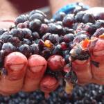 Podere Concori