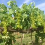 Poggio Concezione