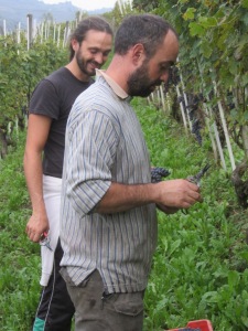 [cml_media_alt id='1190']Copia-di-foto-vendemmia14-051[/cml_media_alt]