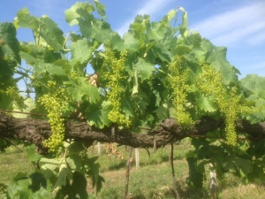 [cml_media_alt id='1449']20140620-IMG_0206-vigna-Corano[/cml_media_alt]