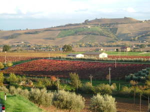 [cml_media_alt id='1443']MariaPiaCastelli-Vigna-11-2005-003[/cml_media_alt]