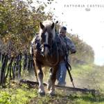 Fattoria Castellina
