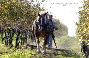 [cml_media_alt id='1451']preparazione-letto-semina-003[/cml_media_alt]