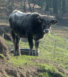 [cml_media_alt id='2037']SONO-UN-VERO-AMORE-31-DIC-13[/cml_media_alt]