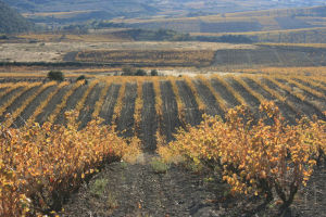 [cml_media_alt id='2775']vigne-[/cml_media_alt]