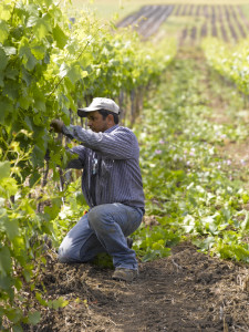 [cml_media_alt id='5697']Campomagg_017657[/cml_media_alt]