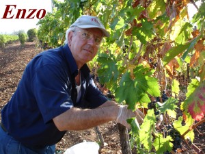 [cml_media_alt id='5369']Enzo-nella-vigna[/cml_media_alt]