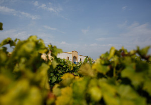 [cml_media_alt id='7566']Nicasio-Ciaccio_0130131-500x350[/cml_media_alt]