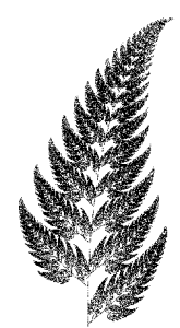 [cml_media_alt id='9122']felce[/cml_media_alt]